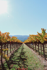 Naklejka premium vineyard in autumn