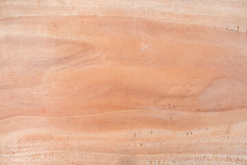 background texture nature wooden cut hardwood forest 