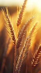 Golden wheat stalks illuminated by sunset light, close-up photography ideal for agriculture and nature themes