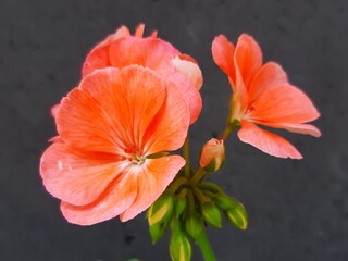 Close-up of an orange flower, Acercamiento de una flor de color naranja 738