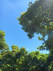 Clear Blue Sky Framed by Lush Green Trees on a Sunny Day
