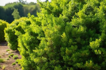 Naklejka premium Vertical Perspective of Lush Green Shrubs Amidst Natural Landscape