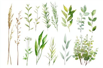 Fototapeta premium A vibrant collection of various green leaves and delicate plants, perfect for nature-themed designs and organic aesthetics.