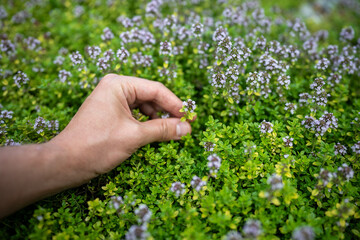 Unrecognizable male hand gathers aromatic Thymus Citriodorus branches from bush on green field....