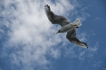 Seagulls soaring in a clear blue sky with fluffy clouds, capturing a sense of freedom