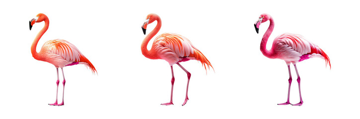 Obraz premium Three Pink Flamingos on Transparent Background in Different Poses