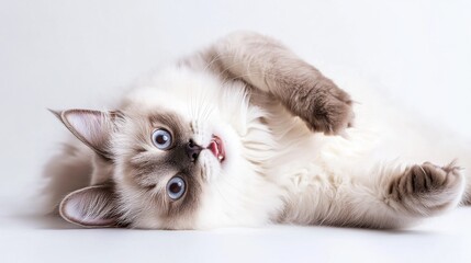 Playful Ragdoll Cat Posing on Its Back, Looking Amused in Soft Studio Lighting on White Background