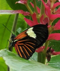 Closeup of Monarch butterfly with flowering tropical plants