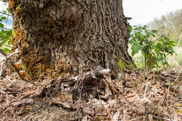 Oregon white oak tree trunk and dead leaves in fall