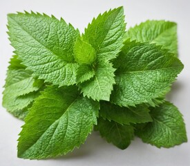 Close-up bunch fresh mint leaves leaves are vibrant PNG  Fresh g