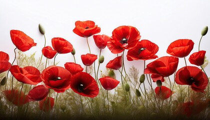 Naklejka premium Vibrant red poppies against a clean white background
