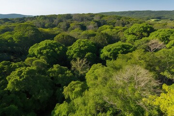 Obraz premium Stunning Aerial View of Lush Greenery in a Serene Natural Landscape