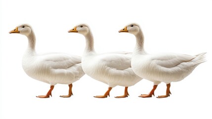 Geese clipart, element, 3D illustration, realistic, isolated on white background