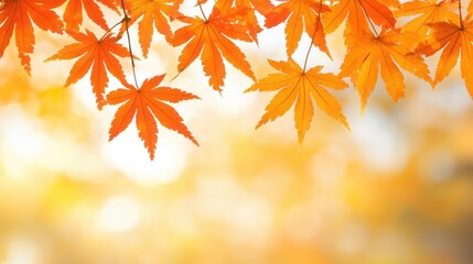 Autumn Maple Leaves with Bokeh Background