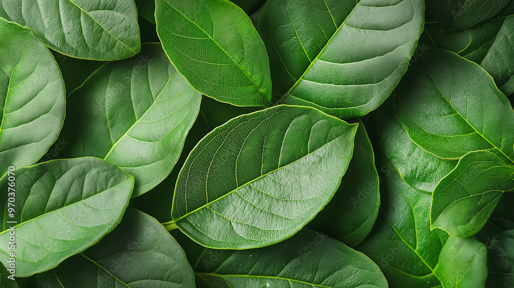 Aufkleber a close up of green leaves with a mood of freshness and vitality. the leaves are arranged in a way t