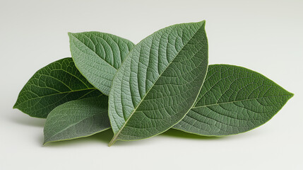 Obraz premium A bunch of green leaves are on a white background. The leaves are fresh and crisp, and they appear to be from a plant. Concept of nature and the beauty of the outdoors