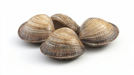 Clams clipart, element, 3D illustration, realistic, isolated on white background