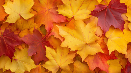 Fototapeta premium autumn maple leaves background