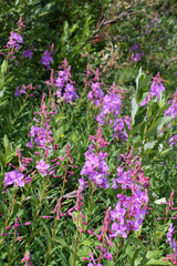 Obraz premium flowers in the garden