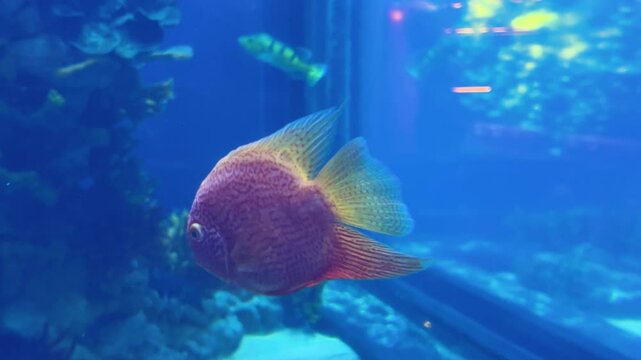 The fish Cichlasoma severum or false discus (Heros severus) swims in an aquarium.