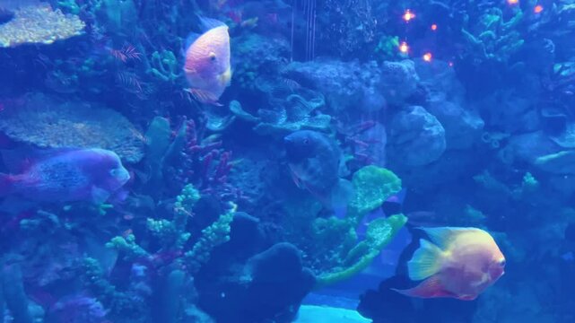 The fish Cichlasoma severum or false discus (Heros severus) swims in an aquarium.