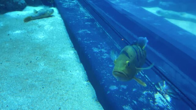 Fish cichla kelbri and fahaka pufferfish in an aquarium.