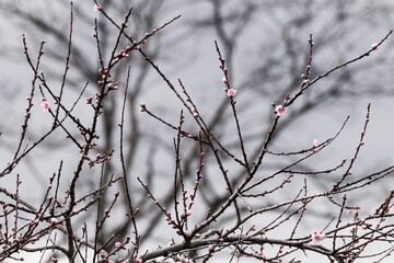 pink blossoms on plum tree against grey sky edited with muted tones