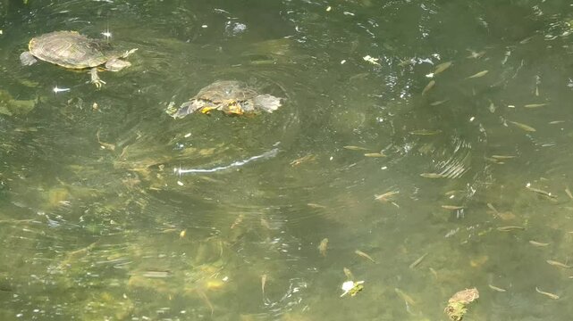 turtle courtship ritual pond slider slapping face mating dance in green lake water 4k video