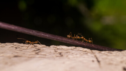 A photo of weaver ant.