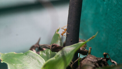 A photo of weaver ant.