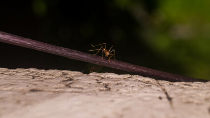 A photo of weaver ant.