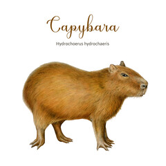 Capybara animal side view painted illustration. Hand drawn vintage style Hydrochoerus hydrochaeris South America native mammal. Cute capybara standing on white background