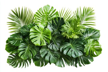 Green leaves of tropical plants bush (Monstera, palm, rubber plant, pine, birdâ€™s nest fern) floral arrangement indoors garden nature backdrop isolated on white background thailand, clipping path, ai