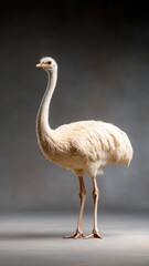 Fototapeta premium Professionally lit studio shot of an ostrich, with soft lighting enhancing its unique feathers and tall form against a minimalistic backdrop.
