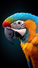 Fototapeta premium Professionally lit studio shot of a parrot, with soft lighting highlighting its detailed feathers and vibrant colors against a minimalistic backdrop.
