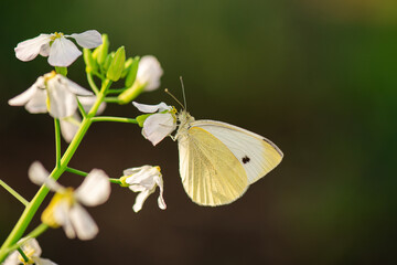 Pieris rapae is a small to medium sized butterfly species of the whites and yellows family Pieridae, also known as Cabbage White.