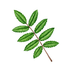 Rowan tree green leaf painted vintage style botanical illustration. Hand drawn fresh green rowanberry tree leaf foliage element isolated on white background