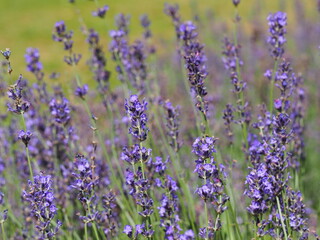 ラベンダーのクローズアップ