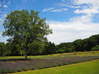 美しいラベンダー畑