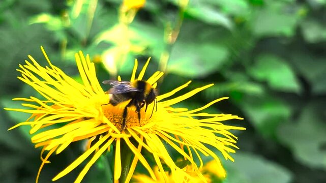 Bees pollinate the flowers of Inula magnifica.