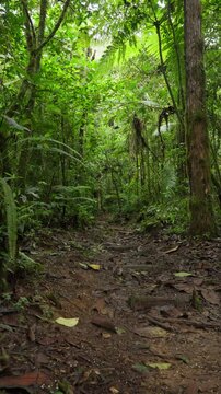 Sendero en medio del bosque tropical de Costa Rica