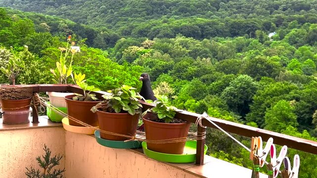 A dove on a balcony railing against the backdrop of a summer forest.