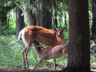 授乳中の子鹿