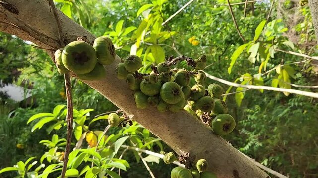 A cinematic close-up of a cluster of unripe green figs (Ficus racemosa), known as Attikka, growing on a tree branch in Sri Lanka.