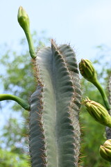 White cactus flower in desert. This is a desert plant. Along with the thorn, its beautiful flowers also bloom. It is a native plant of America and grows in desert and drought area with hot and sunny.