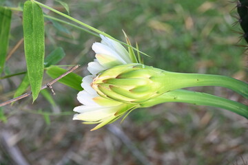 White cactus flower in desert. This is a desert plant. Along with the thorn, its beautiful flowers also bloom. It is a native plant of America and grows in desert and drought area with hot and sunny.