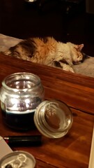 cat and candle