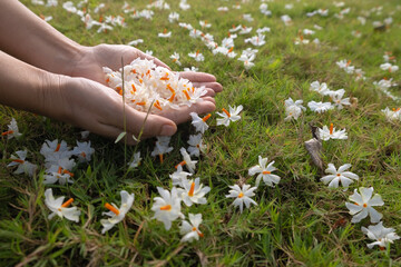 Woman holding handful of night blooming jasmine, parijat or harshringar flower. Beautiful early morning in the garden with fresh fallen flowers. Autumn Season in India. 