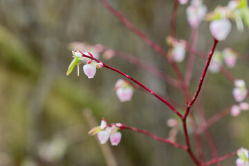 Shrub or bush small flowers on oval-leaved Blueberry plant also known as Oval-leaf bilberry or...