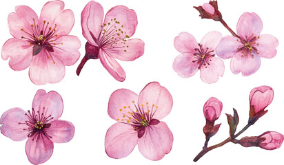 Set of watercolor cherry blossom flowers isolated on a white background
